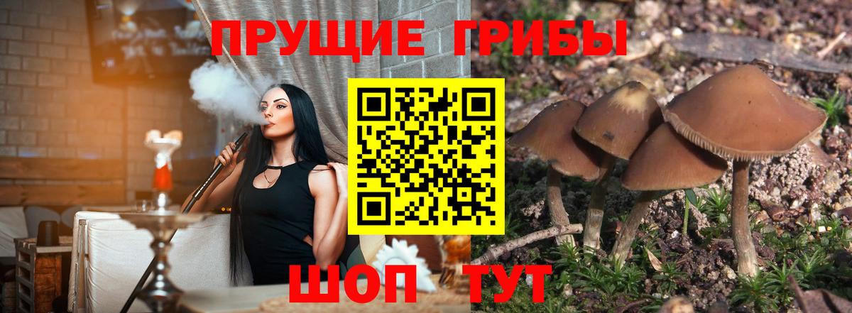 Псилоцибиновые грибы Psilocybine cubensis Азнакаево